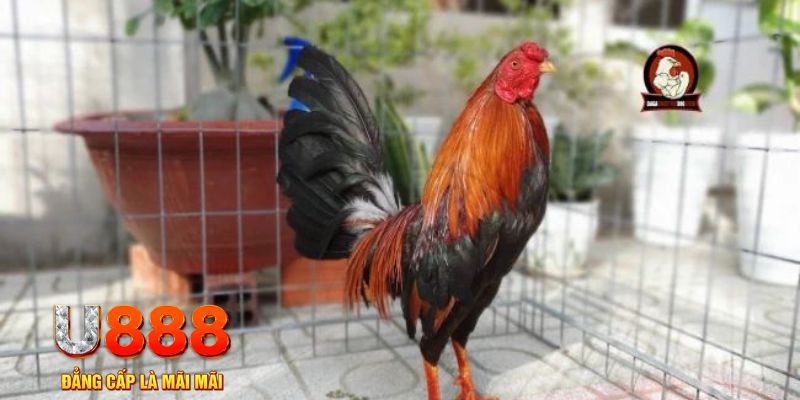 f888 casino máy tính
